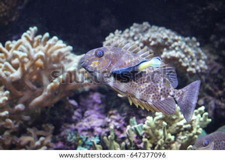 spotted shallow water fish 
