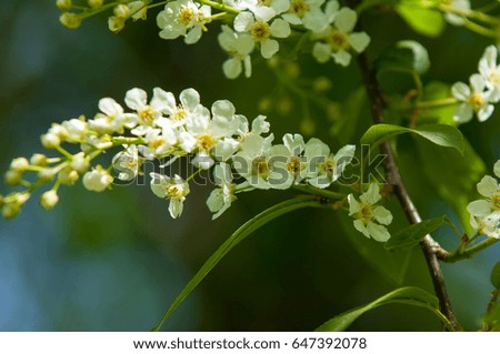 Spring greeting card, blossom bird cherry. Close-up of a turtle branch, brightly lit against the sky. Flowering bird-cherry tree isolated. bird cherry flowers in sunny day, close-up