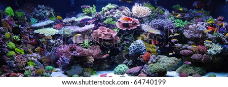 aquarium reef Royalty-Free Stock Photo #64740199