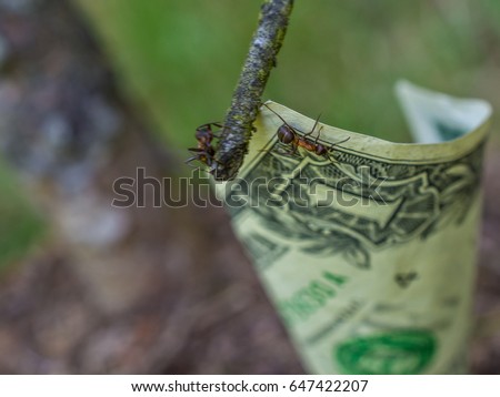 One dollar bill and ants in an anthill 