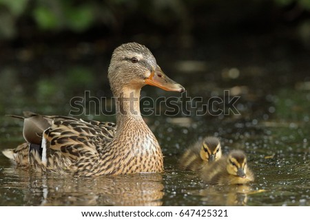 Duck family with duck chicks Royalty-Free Stock Photo #647425321