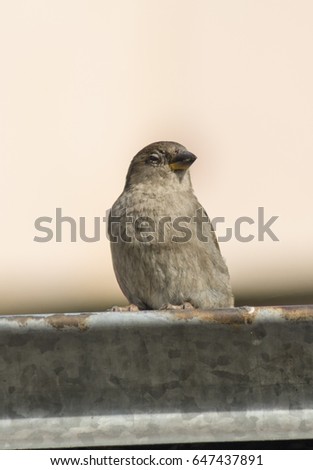 Sparrow posing on the roof against the backdrop of the setting sun
