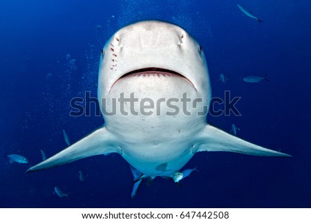 bull shark ready to attack in the blue ocean background in mexico
