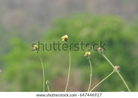 Coatbuttons, Mexican daisy, Tridax daisy.  For background or wallpaper.