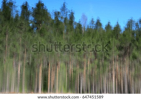 Pine tree reflections at the forest lake- picture like oil painting on canvas