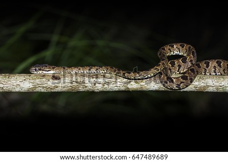 Many-spotted cat snake in the forest (Boiga multomaculata)