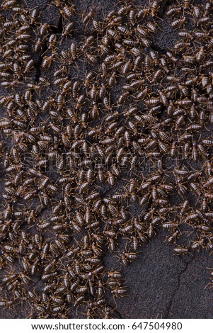 black ants on wood