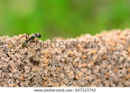 the black tree ant life in closeup