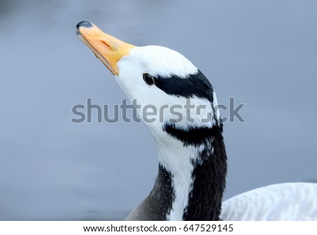 Asian Bar Headed Goose (Anser Indicus), close-up of the head.
