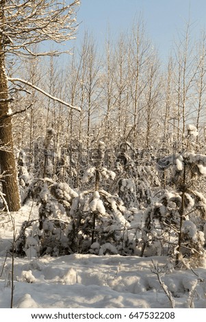  photographed forest in the winter season covered with snow and frost. Sunny weather and blue sky