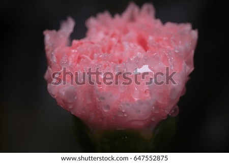 pink Karnation flower with drop water