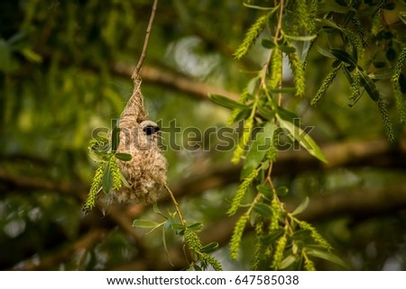 close up Penduline Tit,An animal in its natural environment, Bird with black stripe over eye, Bird nesting nest, Europe, Czech Republic, South Moravia