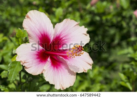 Hibiscus, Hibiscus rosa sinensis
