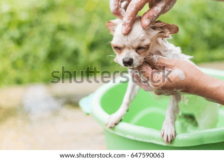 Cute Chihuahua dog taking a bath in  basin