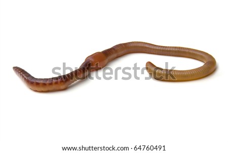 Earthworm isolated Royalty-Free Stock Photo #64760491