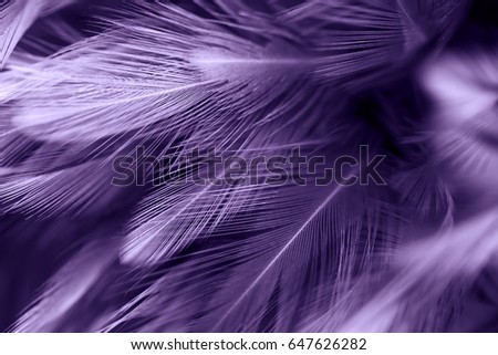 Purple chicken feathers in soft and blur style for the background