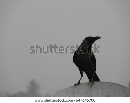 crow, bird