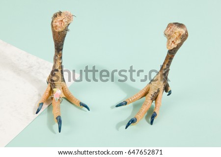chicken's nails manicured with blue nail polish on marble and turquoise design background