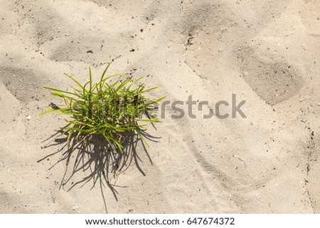 Grass on the sand with soft focus