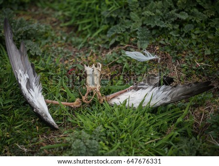 Gory remains of a headless Manx Shearwater,Puffinus puffinus, killed and eaten by the voracious Black Backed gulls, Larus marinus, on Skomer Island, a National Park in Pembrokeshire, Wales.