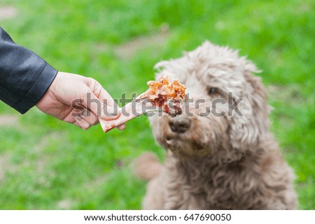 Picture of a human hand holding a tasty big bone and an old dog waiting for his lunch