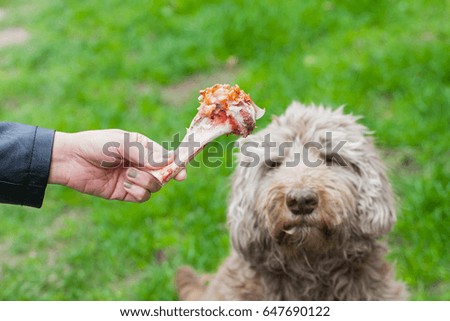Picture of a human hand holding a tasty big bone and an old dog waiting for his lunch