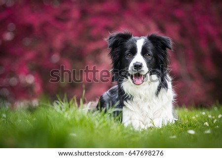 Cute Adorable Young Black And White Border Collie Female Laying On The Grass On Pink Sakura Background