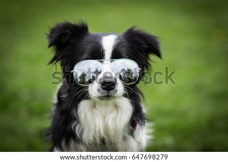 Funny Cute Adorable Young Black And White Border Collie Female Portrait With Sunglasses