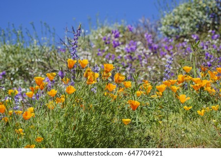 Lots of wild flower blossom (Perennial Lupine and poppy flowers) at Diamond Valley Lake, California