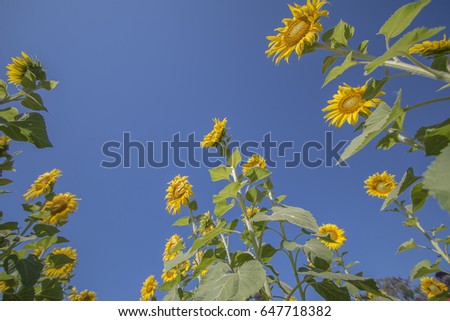 Sunflower with blue sky.
