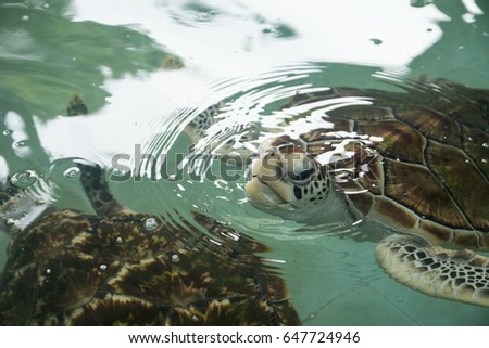 Turtle swimming in the water
