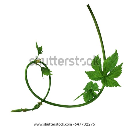 Branch of a young hop with leaves isolated on a white background without a shadow. Brewing. Ingredient. Herbal medicine. Close-up .