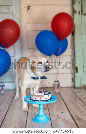 Dog celebrates birthday with nautical themed cake and balloons