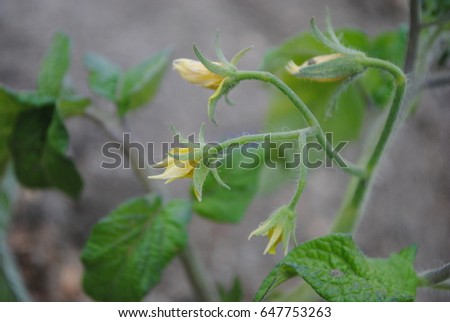
Flowers of tomatoes
