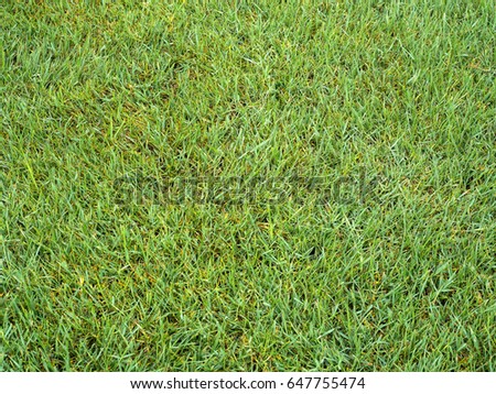Green Grass Texture field background and texture.