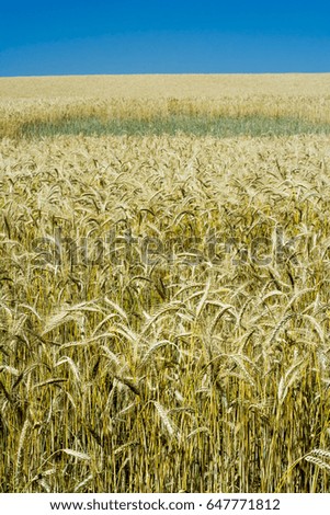 Wheat field on a sunny day with a blue sky