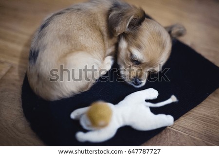  Little chihuahua puppy sleeps on the floor with his toy