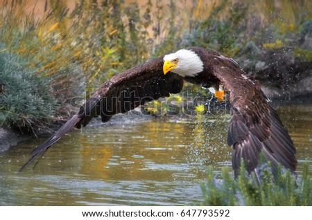 American eagle caught in flight over the water, nature wallpaper