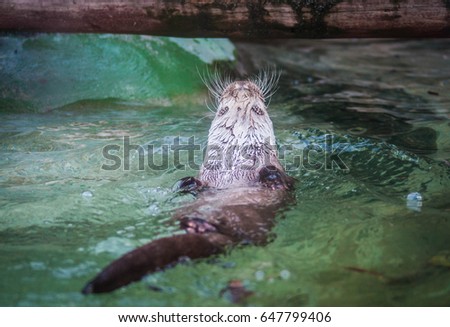 Picture of a cute otter swimming in water on its back