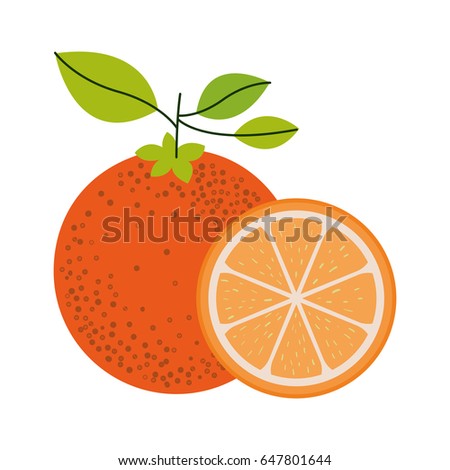 white background with one orange fruit and orange slice and without contour vector illustration