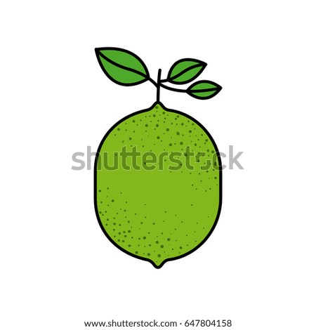colorful silhouette with lemon fruit with stem and leaves vector illustration