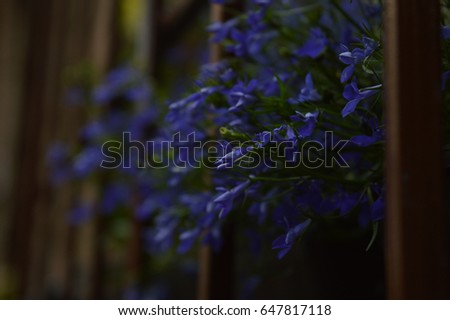 Blooming blue lobelia, background image with spring flowers.
