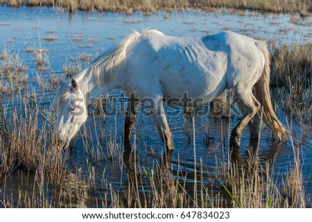 Horse walking in the mud in swamps