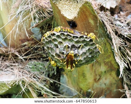 Wasps nesting on a palm tree