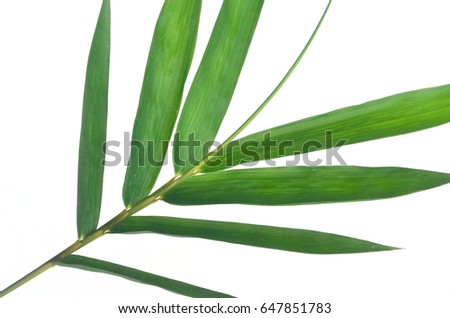 bamboo leaves on White background texture.beautiful surface