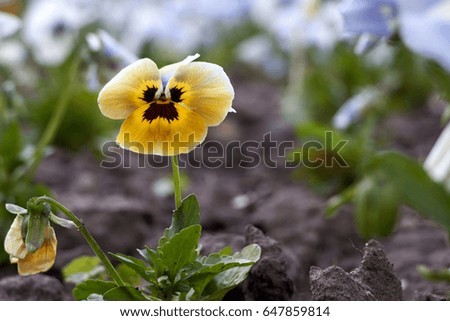 Yellow Pansies Flowers on the flowerbed. Shallow depth of field
