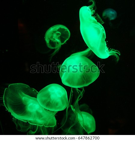 jelly fishes with green light swimming in aquarium