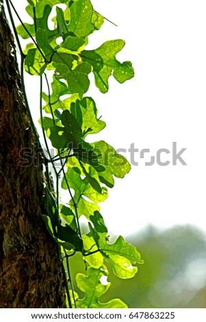 Young Ivy on light