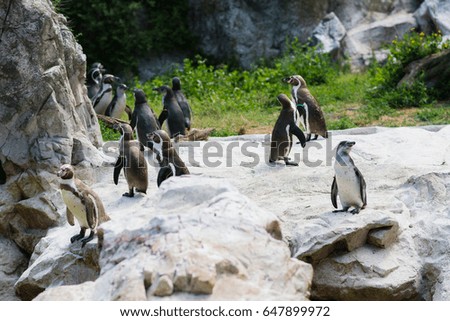 Group of penguins hanging out on the rock