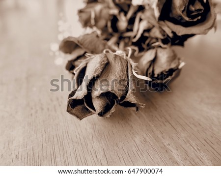 Dried roses/Toned with old fashioned soft sepia colors